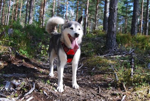 Truelove Hundegeschirr TLH5651, verhindert Zerren, reflektierende Nähte Sorgen für Sichtbarkeit in der Nacht, für Abenteuer im Freien(L, Rot)