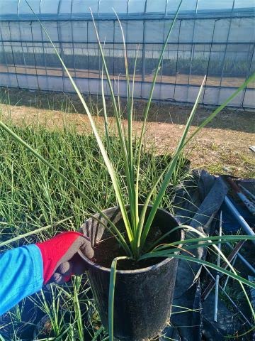 Amazon.co.jp: ノリナ・ネルソニー 7号 nolina nelsonii : DIY・工具