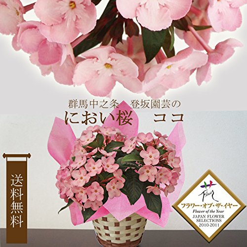 Amazon｜【年内12/24まで発送】鉢植え ギフト 花 鉢花 花鉢 におい桜