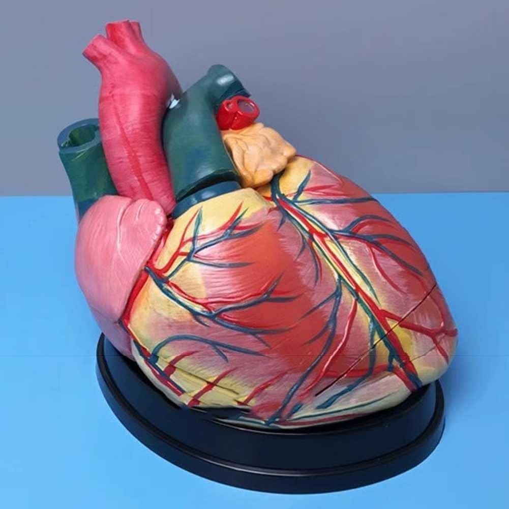 Coeur Humain 4X Agrandir Modèle, Coeur 3D Anatomie Mode, 3 Pièces Amovibles, Marqueurs Numériques Et Position Anatomique Description