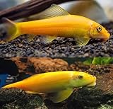 Neat&Tidy Gold Chinese Algae Eater (Pack of 6 Fish) - Live...