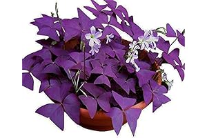 Oxalis Triangularis: Vibrant Purple Shamrocks to Brighten Your Garden