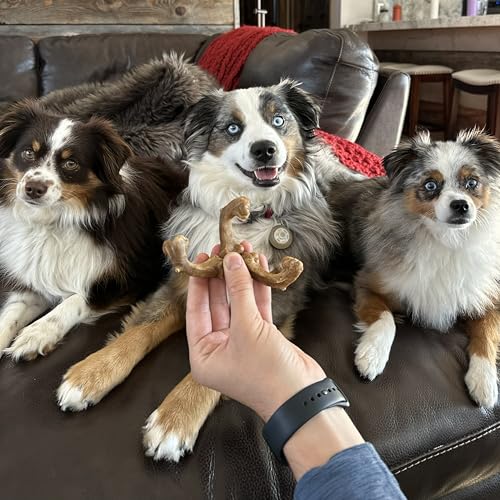 Image of Nylabone Healthy Edibles Wild Dog Treats, Bison Flavor, Small, 8 Count | Natural dog chew bones, made in the USA, highly digestible dog chews, long lasting chews for small dogs up to 20 lbs