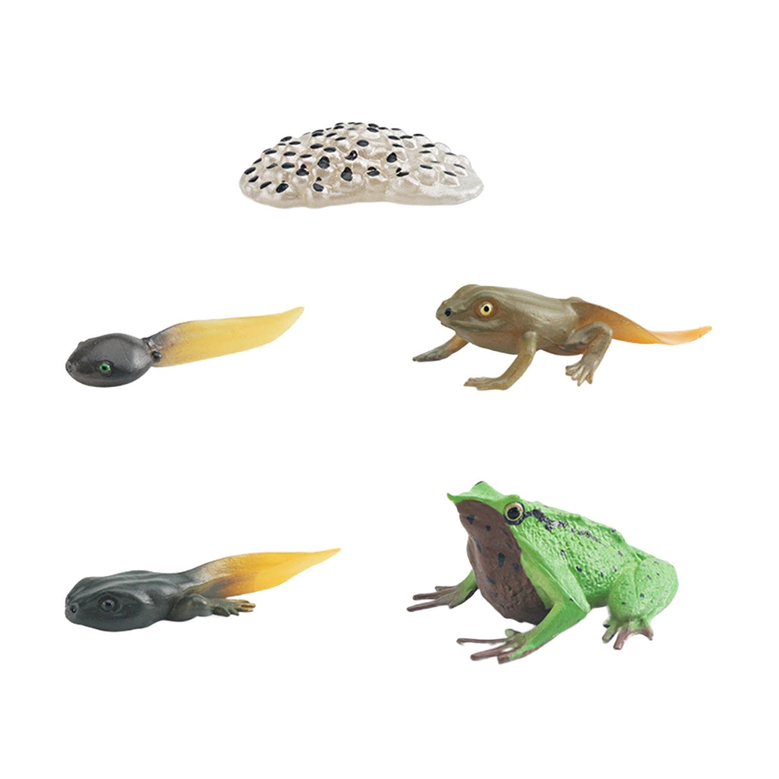 Amazon | B Baosity カエルのおもちゃのライフサイクル 動物の