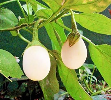 High Yielding White Brinjal/Baigan/Katharikai Seeds 100 Seeds
