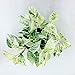 American Plant Exchange Marble Queen Pothos Indoor/Outdoor Air Purifier Live Plant, 6