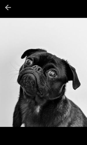 Dogs hd 4K Wallpapers & Backgrounds