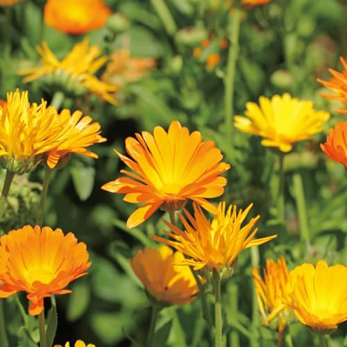 Aromatics International Calendula Hydrosol 100ml | Gentle Aromatic Mist for Daily Use - Image 3