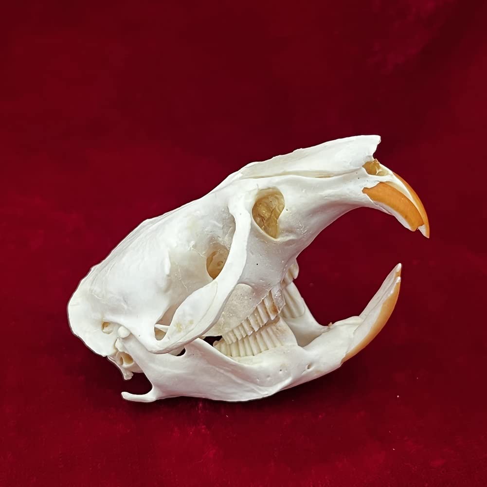 TPMOCS 9pcs Real Animal Skull Set of Cat/Dog/Fox/Hedgehog/Nutria/Raccoon/Muskrat/Mink/Rabbit Skull Specimens for Home Decoration Collectibles Study (Color : Muskrat)