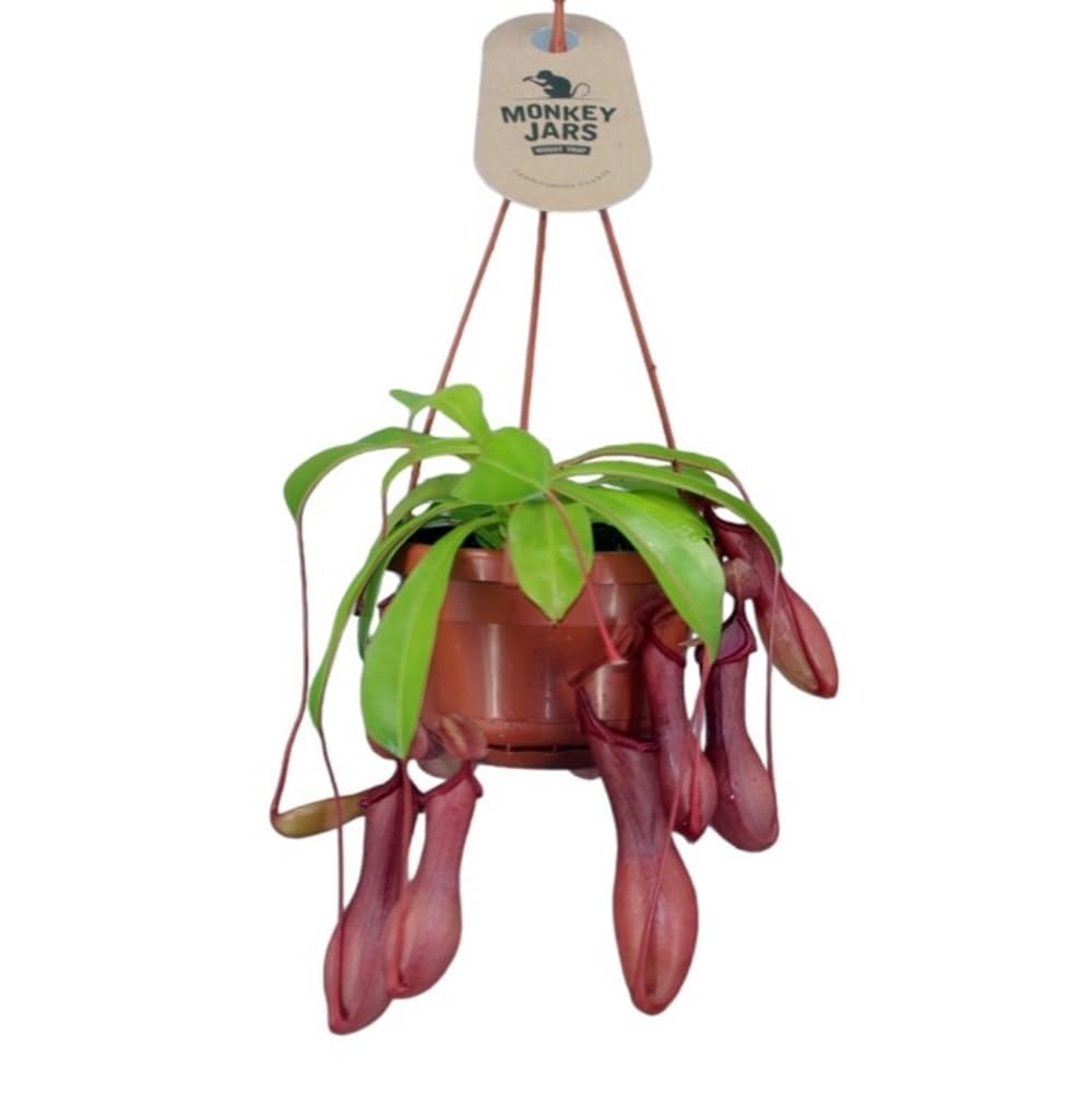 Planta natural 40 cm Nepenthes alata es una planta carnívora trepadora con jarras colgantes que atrapan insectos. Prefiere suelos húmedos, luz indirecta y temperaturas cálidas.