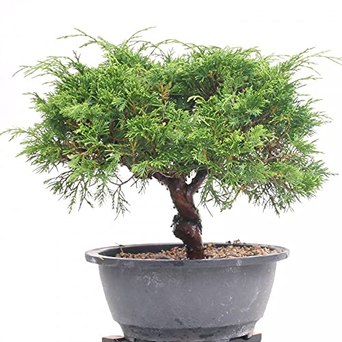 Bonsai - Juniperus chinensis, Chinesischer Wacholder 204/121 - Image 4