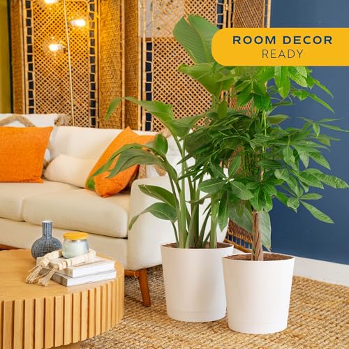 Image of Costa Farms White Bird of Paradise & Money Tree Live Plants in Decorative Pots, Large Indoor Houseplants, Home, Room, or Office Decor, House Warming or Birthday Gift, 3-4 Feet, Pack of 2