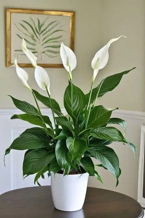 Peace Lily Plant with Pot, 25-30 cm Height, Indoor Air Purifying Plant, White Flowers pack of 1-image-20
