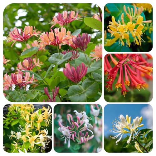 semillas de madreselva - Semillas de flores de otoño para plantas de interior madreselva perenne Plantas de jardín resistentes, perennes, plantas exóticas resistentes Plantas de jardín 1000pcs
