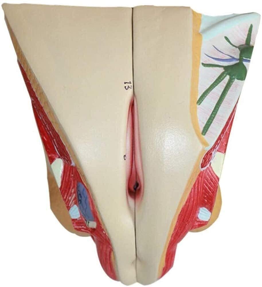 GaRcan Organmodell, realistisches weibliches menschliches Organmodell, Fortpflanzungssystem-Anatomiemodell für Studienanzeige, Unterricht, anatomisches Modell