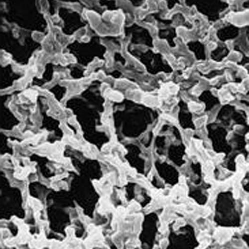 EMD Millipore MF-Millipore AAWP01300 Mixed Cellulose Ester Filter Membrane, Hydrophilic, 0.8µm Pore Size, 13mm Filter Diameter, White, Plain Surface (Pack of 100)