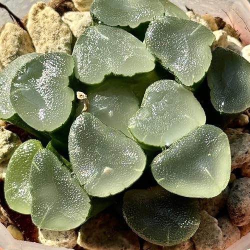 A ϗtA nI`A nIVA t e A v[g Mtg ϗtA  zj Vzj CeA nIyc