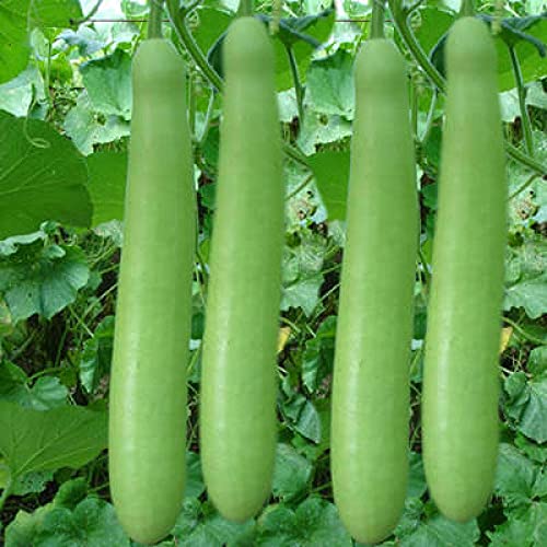 F1 HYBRID BOTTLE GOURD SEEDS (50 SEEDS/PACKET)