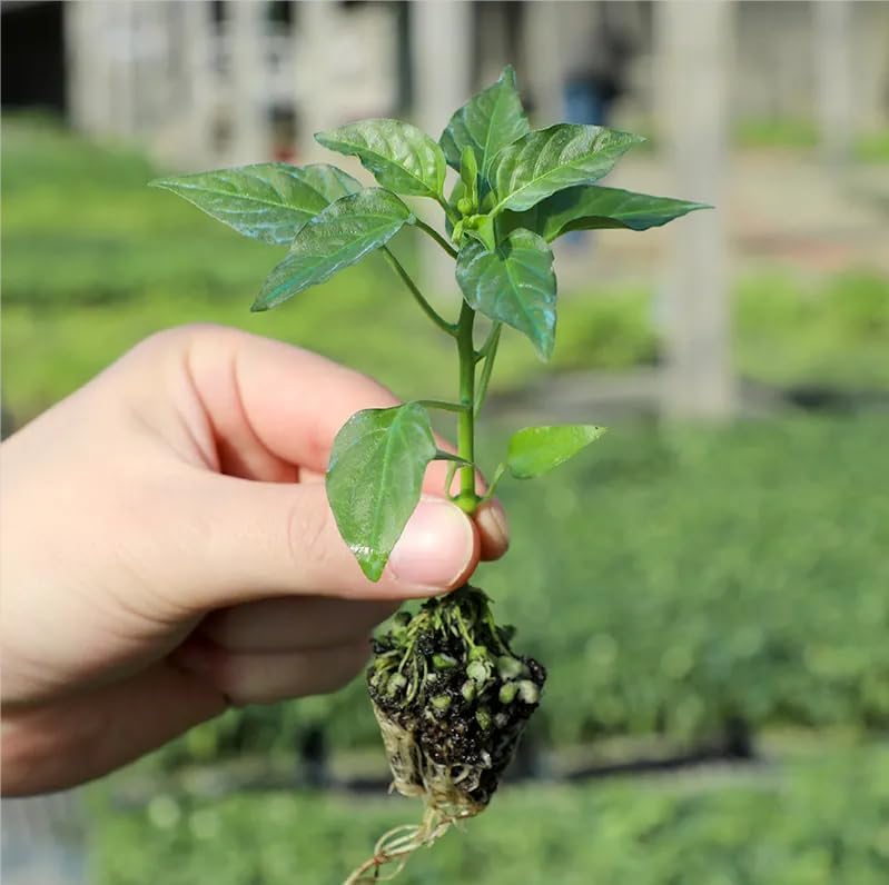 FAXIOAWA Strumento Manuale per fioriera per Piante Giovani, Strumento per piantine di ortaggi, trapiantatrice per piantine, Strumento per Prato e Giardino, profondità 14 cm