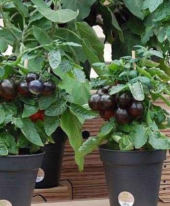 Golden Hills Farm Black Tomato seeds American variety vegetable seeds H/G 100 seeds (B07N7DB333) Amazon Price History, Amazon Price Tracker