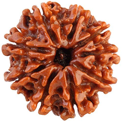 ShivTantra 9 mukhi Rudraksha Natural Bead & Certified | Astrological Nine Mukhi/Faced Rudraksha | Positive Effect | Unisex Both for Men & Women-image-36