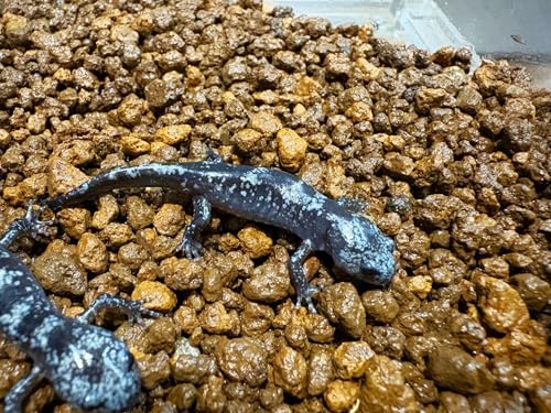 【生体】マーブルサラマンダー S 1匹 from SCRATCH（サラマンダー マーブル サンショウウオ イモリ）のサムネイル