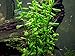 Aquatic Arts Moneywort - 2 Bunches - Live Aquarium Plants