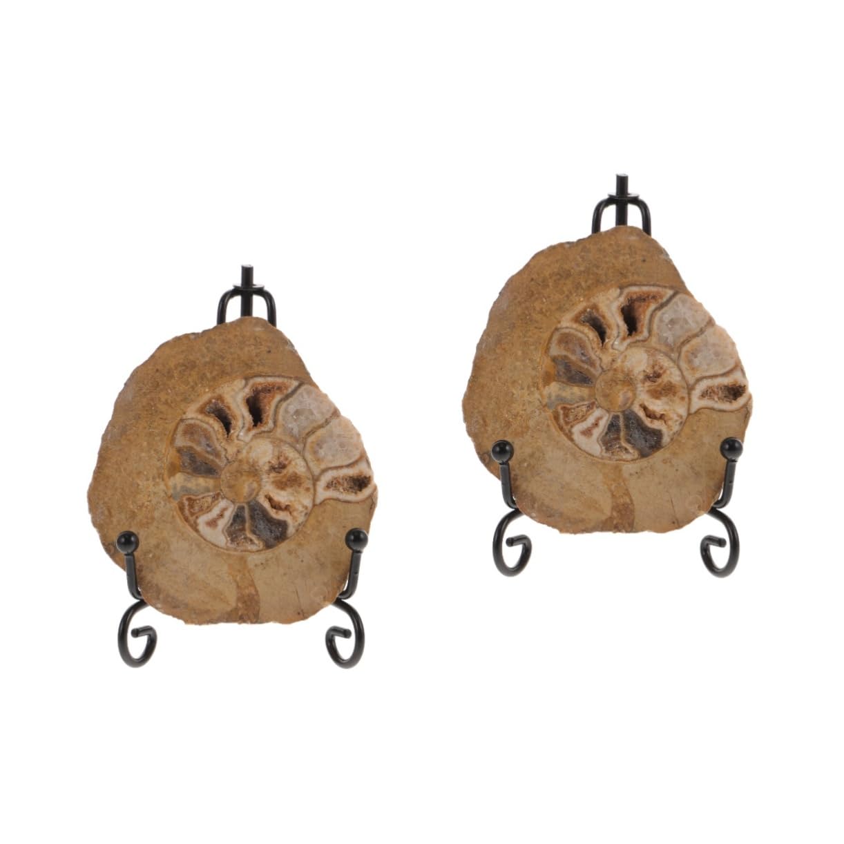 VILLFUL 2pcs Ammonite Ammonite Decor Ammonite Models Ammonite Specimen Ammonite Ornament