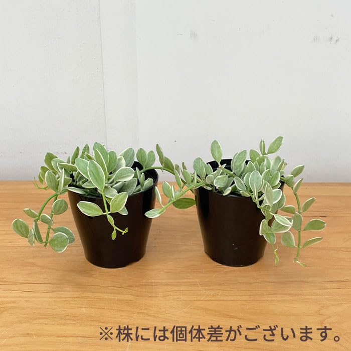 Amazon｜観葉植物 ディスキディア エメラルド 3号鉢 苗 小型 小さい