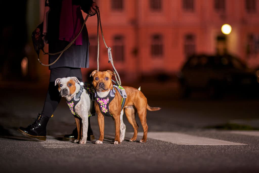 Hurtta Weekend Warrior Neon Hundegeschirr, Brustgeschirr für mittelgroße Hunde, Neon Lakritze, 60-80 cm