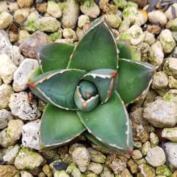 アガベ　王妃笹の雪　3.5号鉢つき　幹立ち❗ 000_00004062.jpg