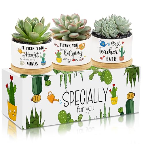 Pots de fleurs en céramique pour décorer un bureau d'enseignant avec style - 2
