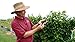 Blackberry Plants "Prime-Ark Freedom" Price Includes Four (4) Plants