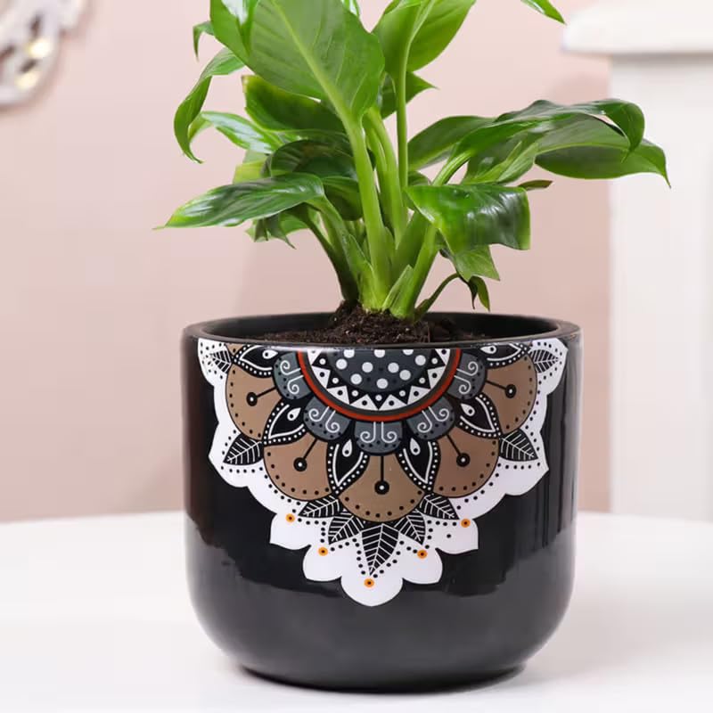 Image of FlowerAura Peace Lily Live Indoor Plants In Black Mandala Terracotta Pot For Gifting, Living Room, Balcony, Table Decor, Office & Home Decor | Air-Purifying Indoor Greenery (Same Day Delivery)