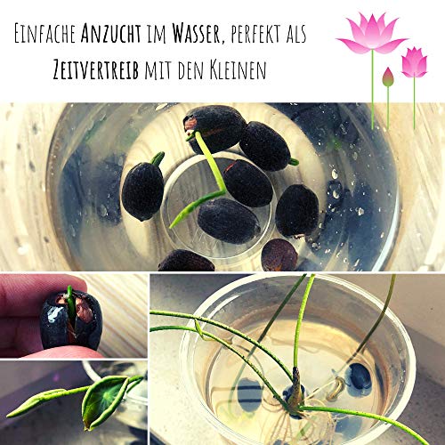 Lotus Samen winterhart (Nelumbo nucifera) - Indische Lotusblume Samen mit majestätischen Blüten zum selber ziehen für Aquarium, Teich & Garten