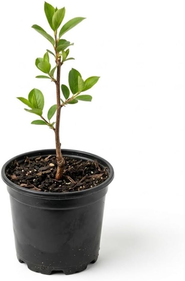 Red Chokeberry Live Plant, 4-7 Inch Tall Potted Aronia Shrub, Hardy Berry Plant for Garden, Landscape, and Container Growing