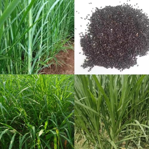 Image of American 5g napier grass seeds || Grass super nepier cow goat buffalo smart napier grass seeds 500 seed