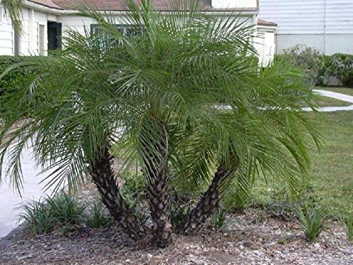 PHOENIX ROEBELENII, Pygmy Date Palm exotic rare palms semi plant seed 50 MOUYOU