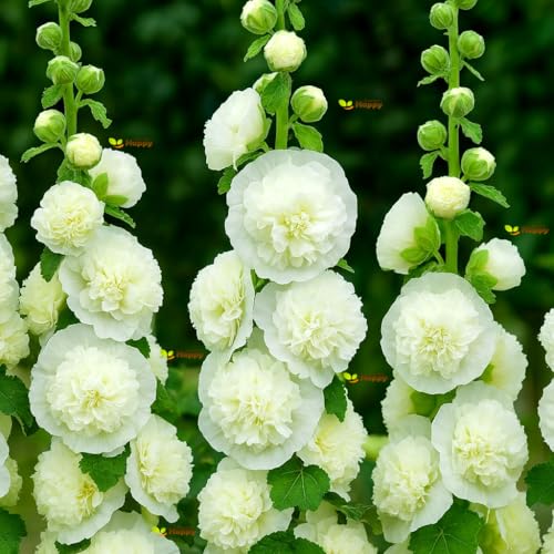 Hollyhock Chaters Double Triumph White 50 Seeds + Plant tag + Freebie - Althaea rosea