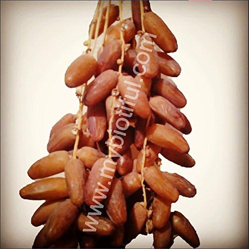Branch dates Deglet Nour from Algeria 1.5 kg