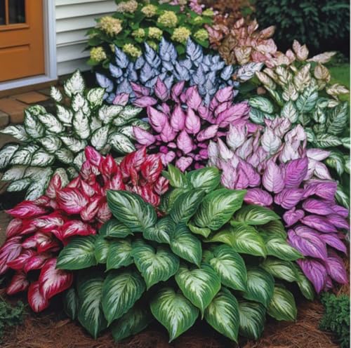 50 Hosta Plant Seeds Hosta Elegans Plantaginea Garden Perennial Flower Seed