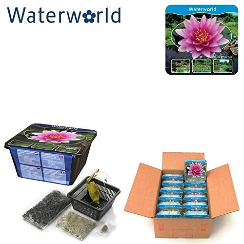 AQUA SET COMPLETO - NINFEA ROSSA +VASO+TERRA E CONCIME