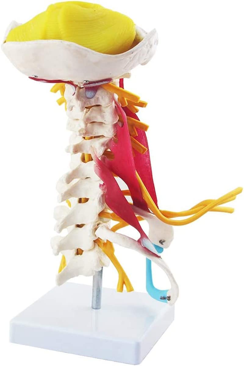 Sjdopulse Human Cervical Spine Model - Cervical Spine Muscle Attached Nerve Model - With Nerve For Medicine Cervical Spine Band Muscle Teaching Tool