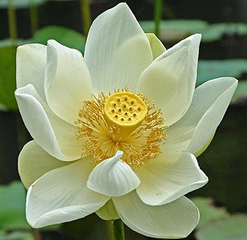 NooElec Seeds India Asiatic White Lotus Seeds (B075GLHCH9) Amazon Price History, Amazon Price Tracker
