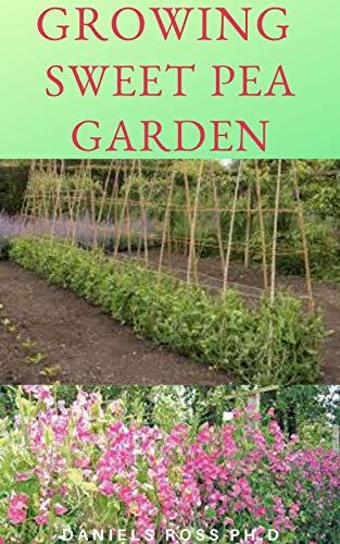 Growing A Sweet Peas Garden Everything You Need To Know About Cultivating A Sweet Peas Garden And Taking Care Of It English Edition Ebook Ross Ph D Daniels Amazon De Kindle Shop