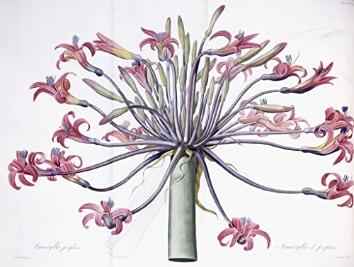 Toile amaryllis josephina Pierre Joseph Redouté poster 50x70
