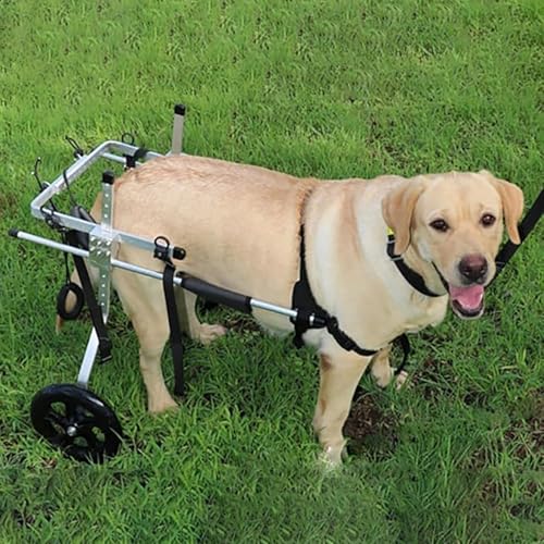Outils de promenade pour chiens en al pour retrouver le plaisir des balades quotidiennes au parc