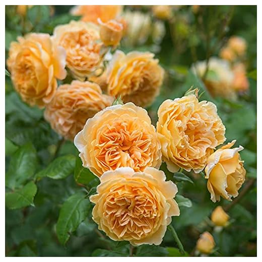 Crown Princess Margareta® David Austin Rose by Heirloom Roses - Fragrant Roses Live Plant