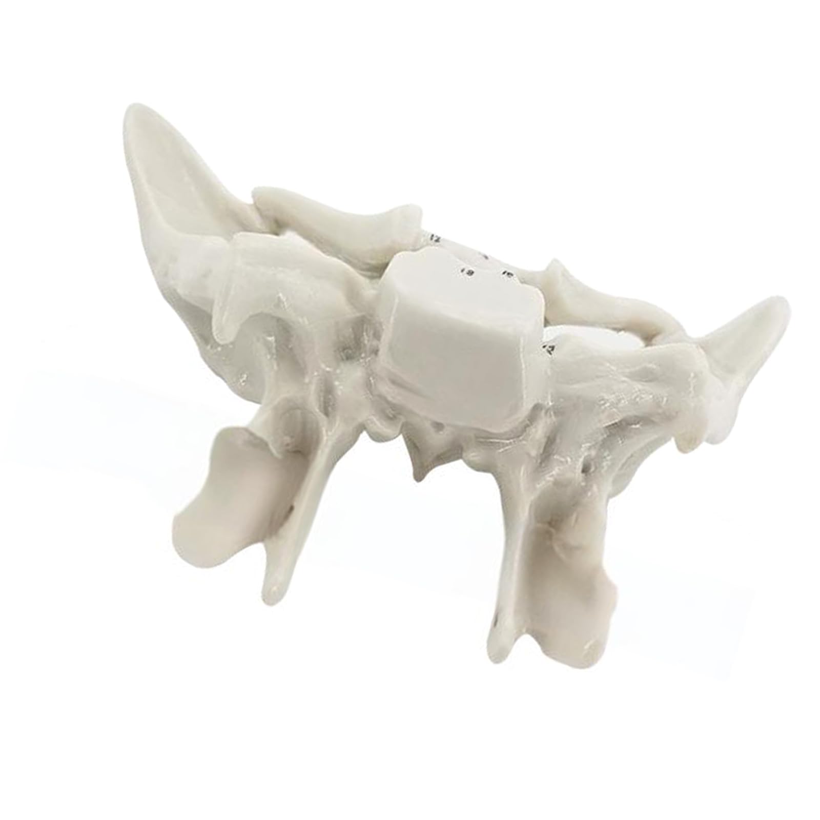 Menschliches Skelettmodell für Anatomie Ethmoidknochenmodell Lehrhilfe Praktische Temporal Bone Krankenhausbedarf Menschliche Temporal für Anatomie Skelett Medizin Lehrbedarf
