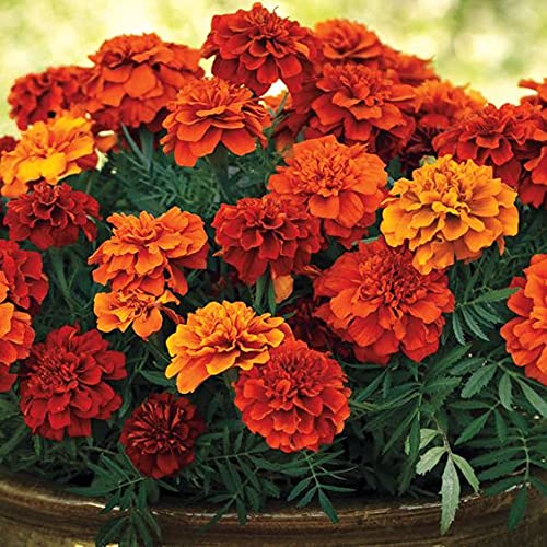 FIRE­BALL French Marigold 50 Seeds Pack (B0979C8JQ2) Amazon Price History, Amazon Price Tracker
